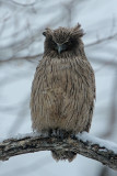 BIRD - OWL - BLAKISTON'S FISH OWL - YOROUSHI ONSEN, DAIICHI SPA - HOKKAIDO JAPAN (16).JPG
