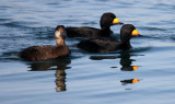 BIRD - SCOTER - BLACK SCOTER - HANASAKI HARBOR, NEMURO PENINSULA, HOKKAIDO (12).JPG