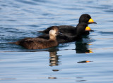 BIRD - SCOTER - BLACK SCOTER - HANASAKI HARBOR, NEMURO PENINSULA, HOKKAIDO (4).JPG