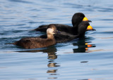 BIRD - SCOTER - BLACK SCOTER - HANASAKI HARBOR, NEMURO PENINSULA, HOKKAIDO (5).JPG