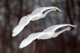 BIRD - SWAN - WHOOPER SWAN - AKAN INTERNATIONAL CRANE CENTER - HOKKAIDO JAPAN (11).JPG