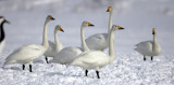 BIRD - SWAN - WHOOPER SWAN - AKAN INTERNATIONAL CRANE CENTER - HOKKAIDO JAPAN (15).JPG