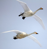 BIRD - SWAN - WHOOPER SWAN - AKAN INTERNATIONAL CRANE CENTER - HOKKAIDO JAPAN (23).JPG