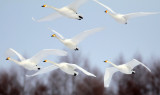 BIRD - SWAN - WHOOPER SWAN - AKAN INTERNATIONAL CRANE CENTER - HOKKAIDO JAPAN (31).JPG