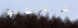 BIRD - SWAN - WHOOPER SWAN - AKAN INTERNATIONAL CRANE CENTER - HOKKAIDO JAPAN (46).JPG