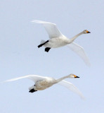 BIRD - SWAN - WHOOPER SWAN - AKAN INTERNATIONAL CRANE CENTER - HOKKAIDO JAPAN (53).JPG