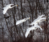 BIRD - SWAN - WHOOPER SWAN - AKAN INTERNATIONAL CRANE CENTER - HOKKAIDO JAPAN (67).JPG