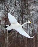 BIRD - SWAN - WHOOPER SWAN - AKAN INTERNATIONAL CRANE CENTER - HOKKAIDO JAPAN (78).JPG