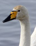 BIRD - SWAN - WHOOPER SWAN - KUSSHARO LAKE - HOKKAIDO JAPAN (17).JPG