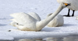 BIRD - SWAN - WHOOPER SWAN - KUSSHARO LAKE - HOKKAIDO JAPAN (21).JPG