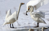 BIRD - SWAN - WHOOPER SWAN - KUSSHARO LAKE - HOKKAIDO JAPAN (31).JPG