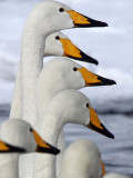 BIRD - SWAN - WHOOPER SWAN - KUSSHARO LAKE - HOKKAIDO JAPAN (58).JPG