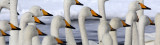 BIRD - SWAN - WHOOPER SWAN - KUSSHARO LAKE - HOKKAIDO JAPAN (60).JPG