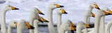 BIRD - SWAN - WHOOPER SWAN - KUSSHARO LAKE - HOKKAIDO JAPAN (63).JPG