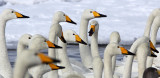 BIRD - SWAN - WHOOPER SWAN - KUSSHARO LAKE - HOKKAIDO JAPAN (65).JPG