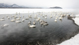 BIRD - SWAN - WHOOPER SWAN - KUSSHARO LAKE, HOKKAIDO JAPAN (22).JPG