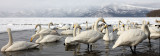 BIRD - SWAN - WHOOPER SWAN - KUSSHARO LAKE, HOKKAIDO JAPAN (28).JPG