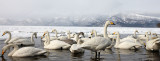 BIRD - SWAN - WHOOPER SWAN - KUSSHARO LAKE, HOKKAIDO JAPAN (31).JPG