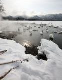 BIRD - SWAN - WHOOPER SWAN - KUSSHARO LAKE, HOKKAIDO JAPAN (5).JPG