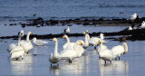 BIRD - SWAN - WHOOPER SWAN - NOTSUKE PENINSULA - HOKKAIDO JAPAN (3).JPG