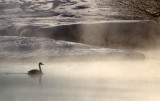 BIRD - SWAN - WHOOPER SWAN - OTOWABASHI - TSURUI TOWN - HOKKAIDO JAPAN (5).JPG