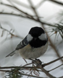 BIRD - TIT - COAL TIT - KINOHIROBA PARK - ABASHIRI - HOKKAIDO JAPAN (3).JPG