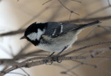 BIRD - TIT - COAL TIT - KINOHIROBA PARK - ABASHIRI - HOKKAIDO JAPAN (5).JPG