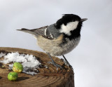 BIRD - TIT - COAL TIT - KINOHIROBA PARK - ABASHIRI - HOKKAIDO JAPAN (9).JPG