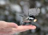 BIRD - TIT - COAL TIT - KINOHIROBA PARK - ABASHIRI - HOKKAIDO JAPAN.JPG