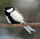 BIRD - TIT - GREAT TIT - KINOHIROBA PARK, ABASHIRI HOKKAIDO JAPAN (1).JPG