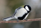 BIRD - TIT - GREAT TIT - KINOHIROBA PARK, ABASHIRI HOKKAIDO JAPAN (7).JPG