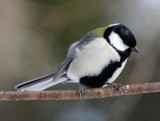 BIRD - TIT - GREAT TIT - KINOHIROBA PARK, ABASHIRI HOKKAIDO JAPAN (9).JPG