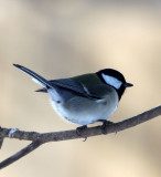 BIRD - TIT - GREAT TIT - YOROUSHI ONSEN, DAIICHI SPA, HOKKAIDO JAPAN (13).JPG