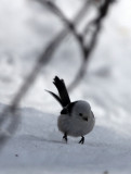 BIRD - TIT - LONG-TAILED TIT - KINOHIROBA PARK, ABASHIRI HOKKAIDO JAPAN (1).JPG