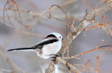BIRD - TIT - LONG-TAILED TIT - KUSSHARO LAKE - HOKKAIDO JAPAN (3).JPG