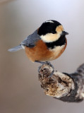 BIRD - TIT - VARIED TIT - KINOHIROBA PARK, ABASHIRI HOKKAIDO JAPAN (1).JPG