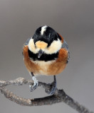 BIRD - TIT - VARIED TIT - KINOHIROBA PARK, ABASHIRI HOKKAIDO JAPAN (12).JPG