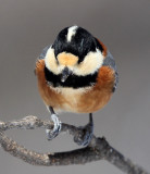 BIRD - TIT - VARIED TIT - KINOHIROBA PARK, ABASHIRI HOKKAIDO JAPAN (13).JPG