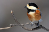 BIRD - TIT - VARIED TIT - KINOHIROBA PARK, ABASHIRI HOKKAIDO JAPAN (17).JPG
