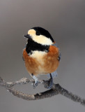 BIRD - TIT - VARIED TIT - KINOHIROBA PARK, ABASHIRI HOKKAIDO JAPAN (19).JPG