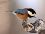 BIRD - TIT - VARIED TIT - KINOHIROBA PARK, ABASHIRI HOKKAIDO JAPAN (7).JPG