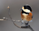 BIRD - TIT - VARIED TIT - KINOHIROBA PARK, ABASHIRI HOKKAIDO JAPAN (8).JPG