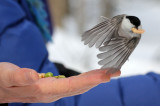 BIRD - TIT - WILLOW TIT - KINOHIROBA PARK - ABASHIRI - HOKKAIDO JAPAN.JPG