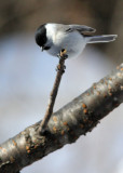 BIRD - TIT - WILLOW TIT -YOROUSHI ONSEN, DAIICHI SPA, HOKKAIDO JAPAN (10).JPG