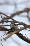 BIRD - WOODPECKER - JAPANESE PYGMY WOODPECKER - KINOHIROBA PARK - ABASHIRI - HOKKAIDO JAPAN (2).JPG