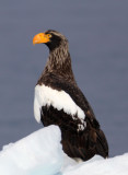 BIRD - EAGLE - STELLERS SEA EAGLE -  NOTSUKE PENINSULA, HOKKAIOD JAPAN (6).JPG