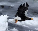 BIRD - EAGLE - STELLERS SEA EAGLE - RAUSU, SHIRETOKO PENINSULA & NATIONAL PARK - HOKKAIDO JAPAN (70).JPG