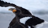 BIRD - EAGLE - STELLERS SEA EAGLE - RAUSU, SHIRETOKO PENINSULA & NATIONAL PARK, HOKKAIDO JAPAN (120).JPG