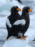 BIRD - EAGLE - STELLERS SEA EAGLE - RAUSU, SHIRETOKO PENINSULA, HOKKAIDO JAPAN (150).JPG