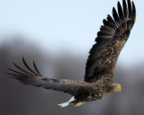 BIRD - EAGLE - WHITE-TAIL EAGLE - AKAN INTERNATIONAL CRANE CENTER - HOKKAIDO JAPAN (31).JPG